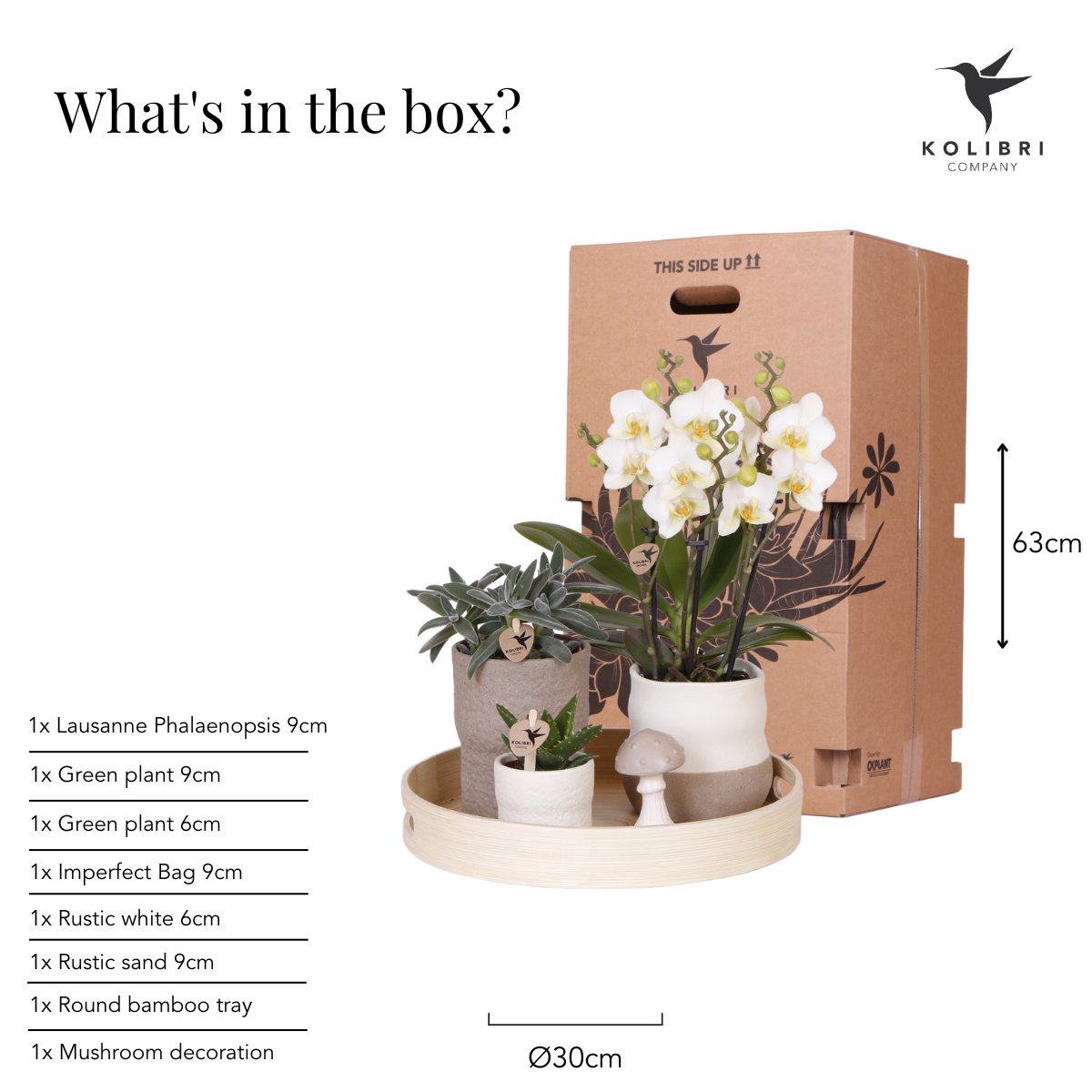 Kolibri Company | Plantenset Slow Living | Witte Phalaenopsis Orchidee Lausanne en Succulenten incl. keramieken sierpotten - Afbeelding 5