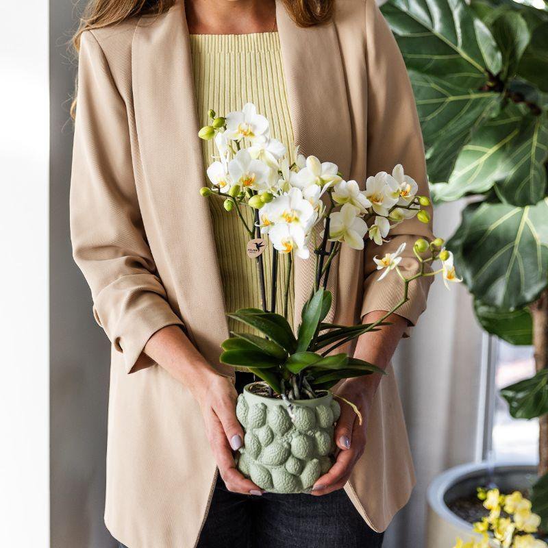 Kolibri Home | Citrus pot groen - Ø12cm - Afbeelding 3