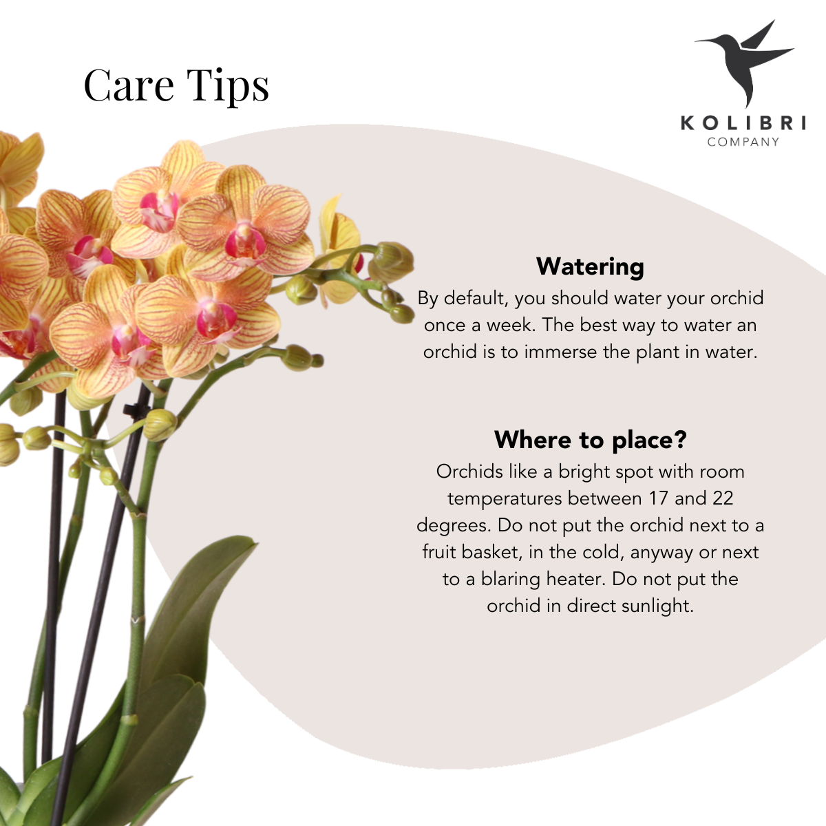 Kolibri Company - Plantenset Koraal Oranje | Set met oranje Phalaenopsis orchidee Jamaica Ø9cm en groene plant Calathea Ø6cm | incl. oranje keramieken sierpotten - Afbeelding 7