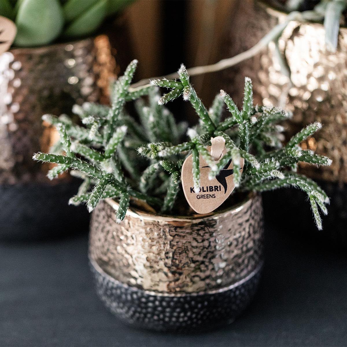 Kolibri Home | Elite pot copper - Ø6cm - Afbeelding 5