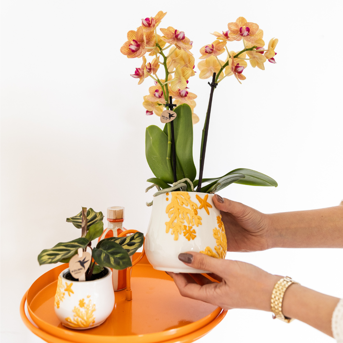 Kolibri Company - Plantenset Koraal Oranje | Set met oranje Phalaenopsis orchidee Jamaica Ø9cm en groene plant Calathea Ø6cm | incl. oranje keramieken sierpotten - Afbeelding 3
