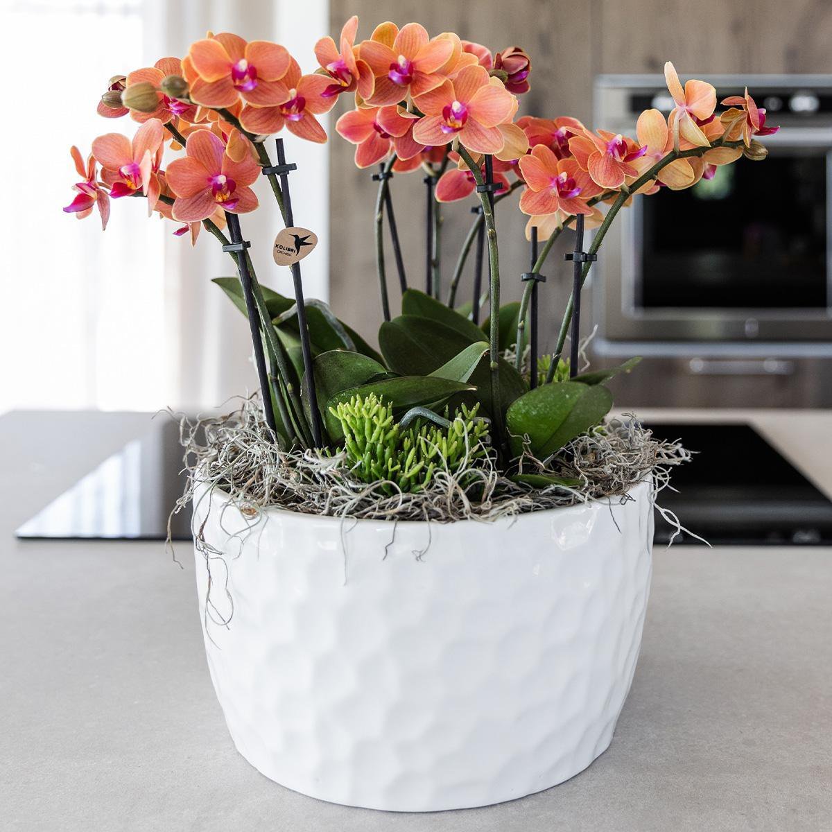 Kolibri Orchids | oranje plantenset in Honey dish incl. waterreservoir | drie oranje orchideeën Bolzano 9cm en drie groene planten | Jungle Bouquet oranje met zelfvoorzienend waterreservoir - Afbeelding 10