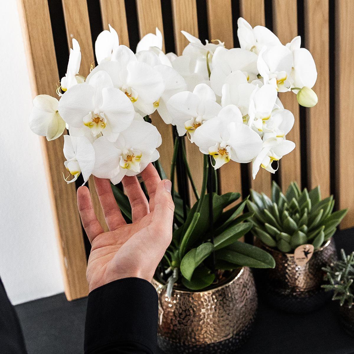 Kolibri Home | Elite pot copper - Ø12cm - Afbeelding 4