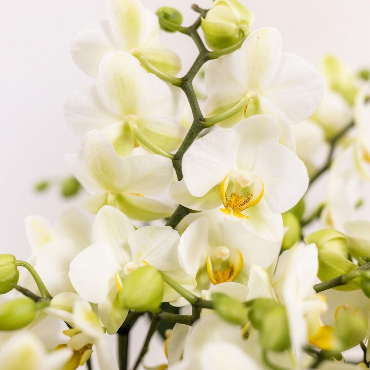 Kolibri Orchids | witte plantenset in Cotton Basket incl. waterreservoir | drie witte orchideeën Lausanne 9cm en drie groene planten | Jungle Bouquet wit met zelfvoorzienend waterreservoir - Afbeelding 3