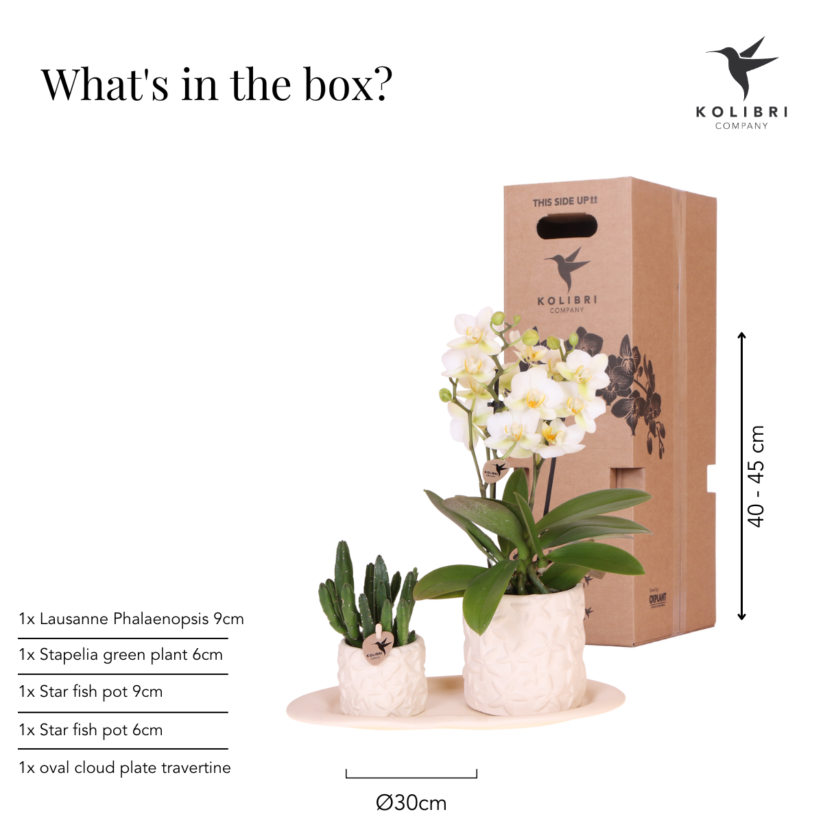 Kolibri Company | Plantenset Star Fish small | Witte Phalaenopsis Orchidee Lausanne en Succulent incl. keramieken sierpotten op wit organisch dienblad - Afbeelding 8