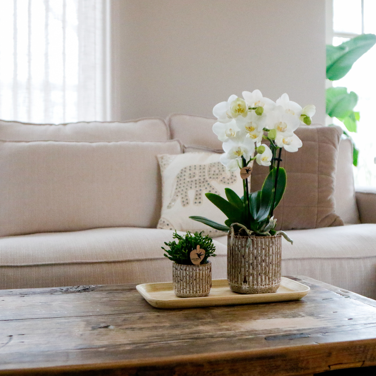 Kolibrie-orchideeën | Cadeauset Untamed Nature klein | Groene plant met witte Phalaenopsis orchidee Amabilis in Jaguar sierpotten op bamboeblad - Afbeelding 2