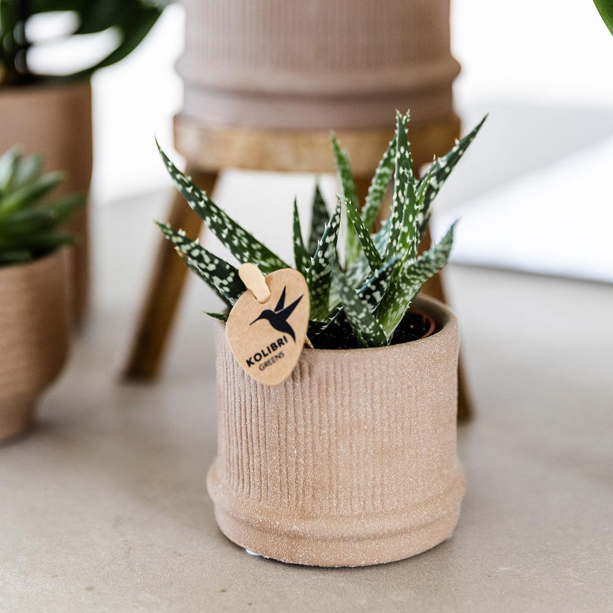 Kolibri Home | Bali sierpot - Sand - Ø6cm - Afbeelding 3