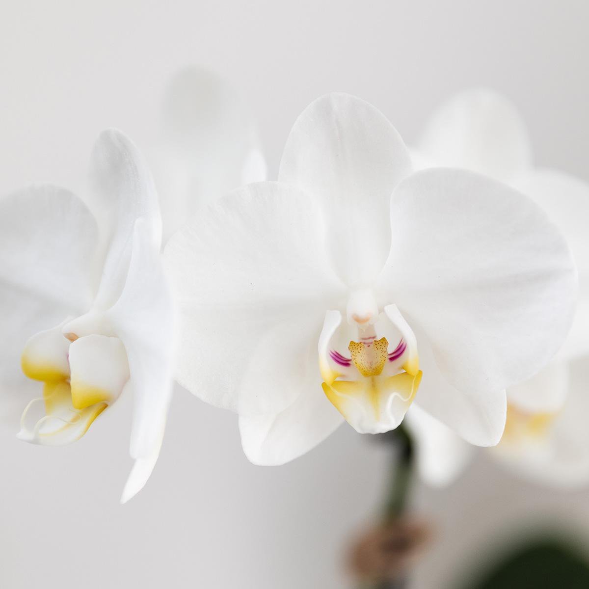 Kolibrie-orchideeën | Cadeauset Untamed Nature klein | Groene plant met witte Phalaenopsis orchidee Amabilis in Jaguar sierpotten op bamboeblad - Afbeelding 3