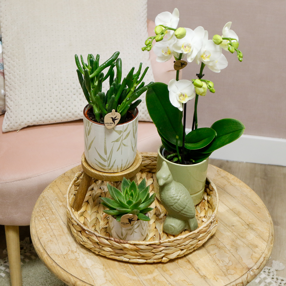 Kolibri Company | Gift set Love white| Plantenset met witte Phalaenopsis Orchidee en Succulenten incl. keramieken sierpotten - Afbeelding 5