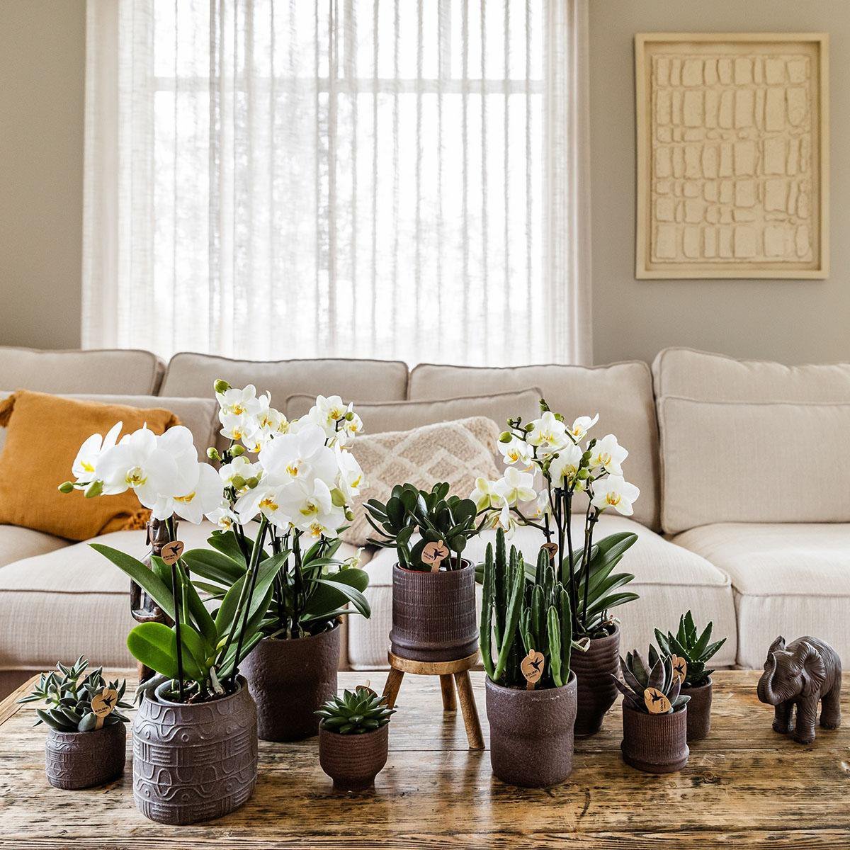 Kolibri Home | Bali sierpot - Brown - Ø6cm - Afbeelding 4