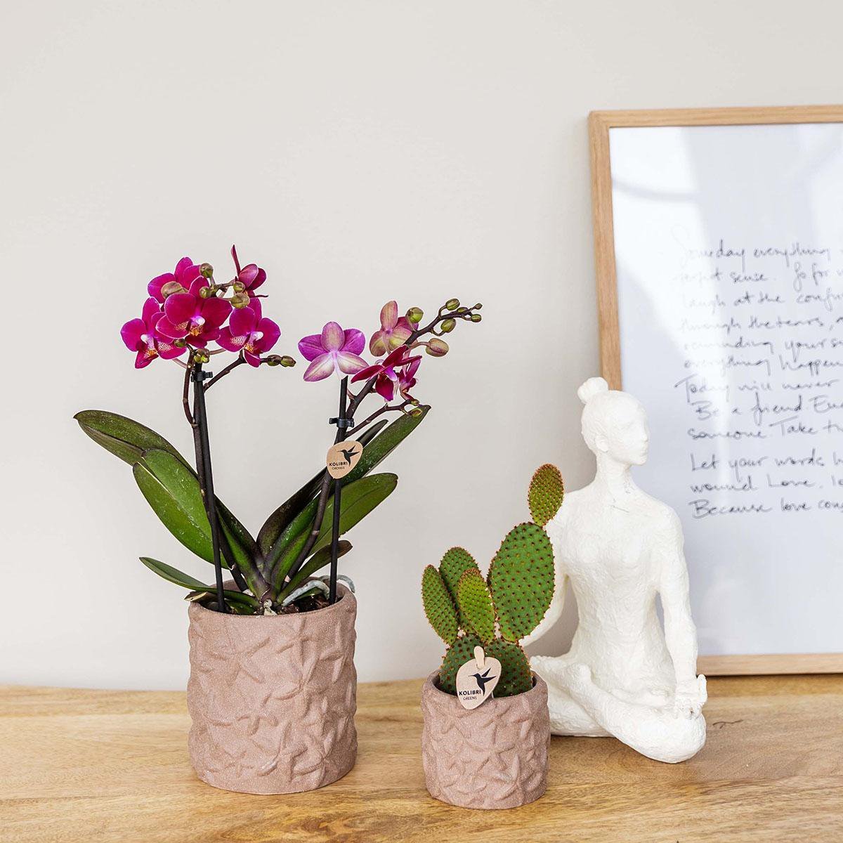 Kolibri Home | Star Fish sierpot - Sand - Ø6cm - Afbeelding 4