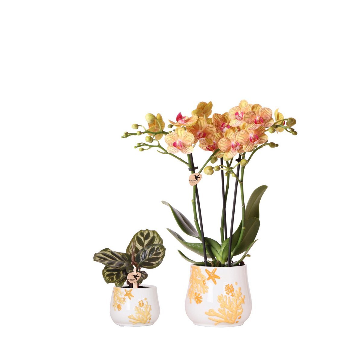 Kolibri Company - Plantenset Koraal Oranje | Set met oranje Phalaenopsis orchidee Jamaica Ø9cm en groene plant Calathea Ø6cm | incl. oranje keramieken sierpotten