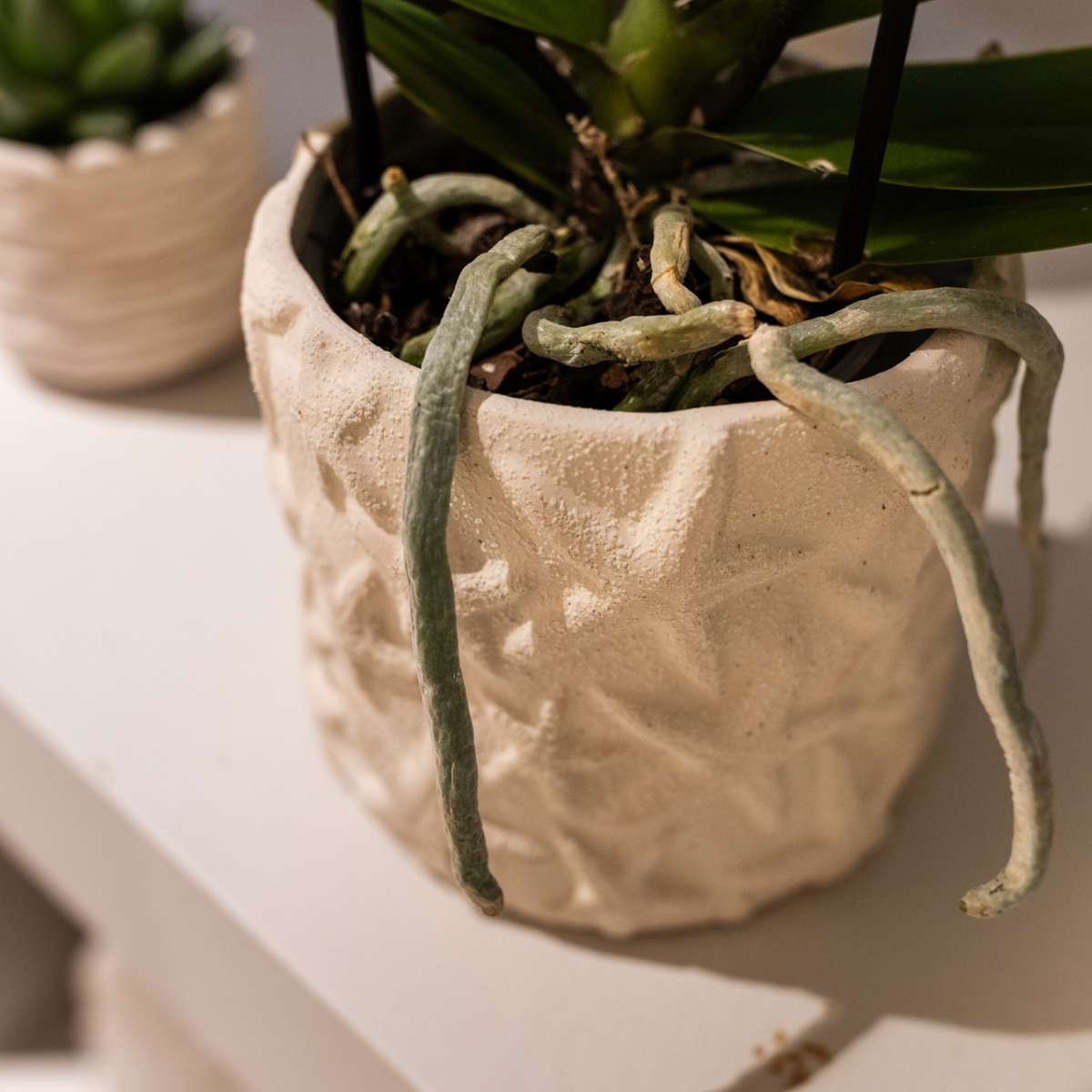 Kolibri Company | Plantenset Star Fish small | Witte Phalaenopsis Orchidee Lausanne en Succulent incl. keramieken sierpotten op wit organisch dienblad - Afbeelding 3