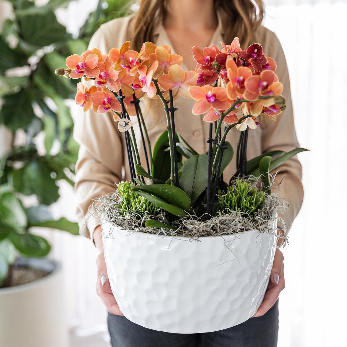 Kolibri Orchids | oranje plantenset in Honey dish incl. waterreservoir | drie oranje orchideeën Bolzano 9cm en drie groene planten | Jungle Bouquet oranje met zelfvoorzienend waterreservoir - Afbeelding 3