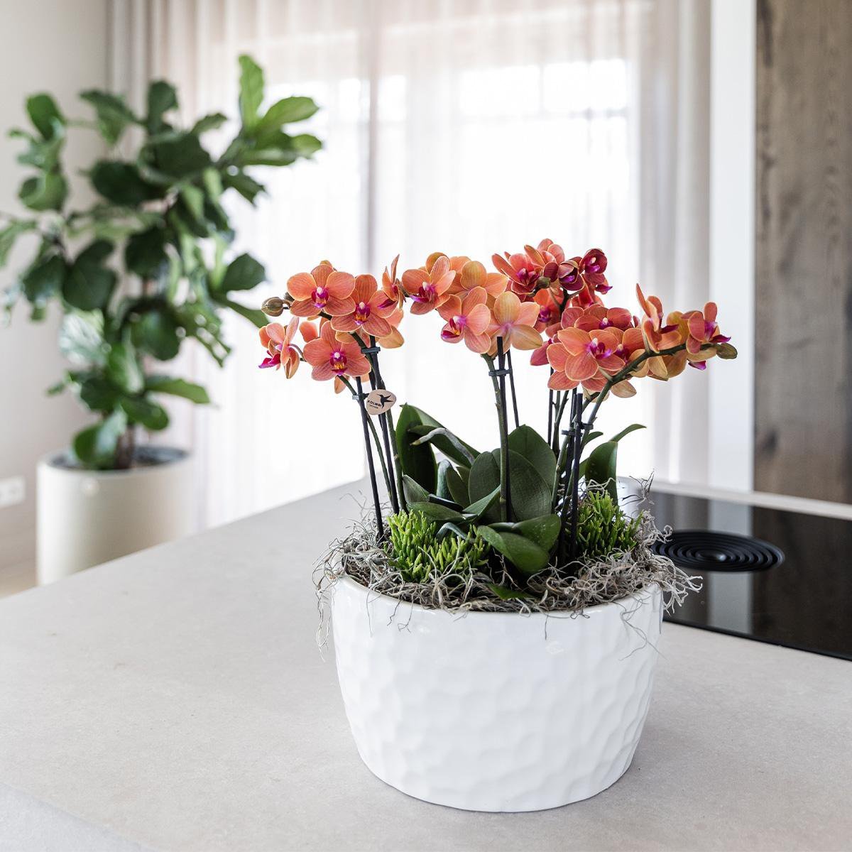 Kolibri Orchids | oranje plantenset in Honey dish incl. waterreservoir | drie oranje orchideeën Bolzano 9cm en drie groene planten | Jungle Bouquet oranje met zelfvoorzienend waterreservoir - Afbeelding 8