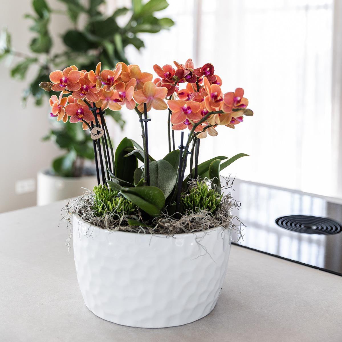 Kolibri Orchids | oranje plantenset in Honey dish incl. waterreservoir | drie oranje orchideeën Bolzano 9cm en drie groene planten | Jungle Bouquet oranje met zelfvoorzienend waterreservoir - Afbeelding 7