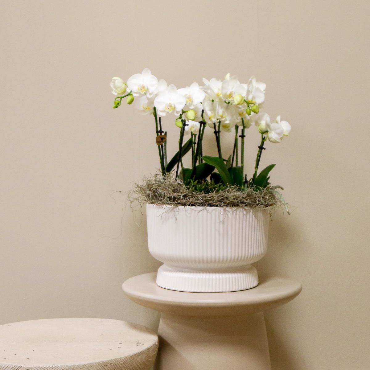 Kolibri Orchids | witte plantenset in Diabolo white dish incl. waterreservoir | drie witte orchideeën en drie groene planten | Jungle Bouquet wit met zelfvoorzienend waterreservoir - Afbeelding 3