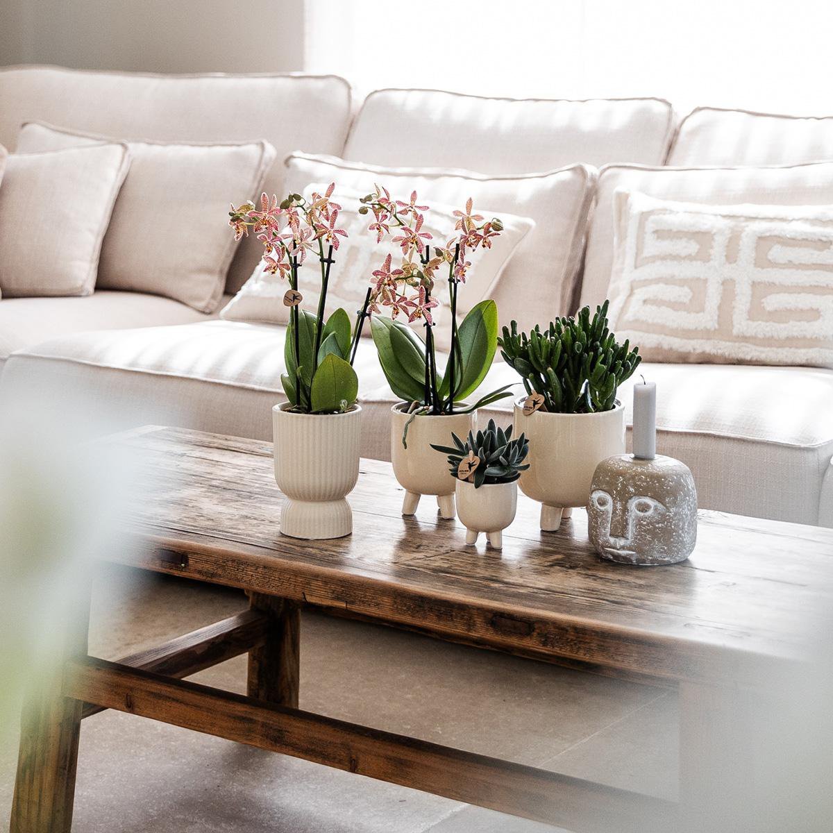 Kolibri Home | Combi deal - Gummy travertine potten - Afbeelding 6