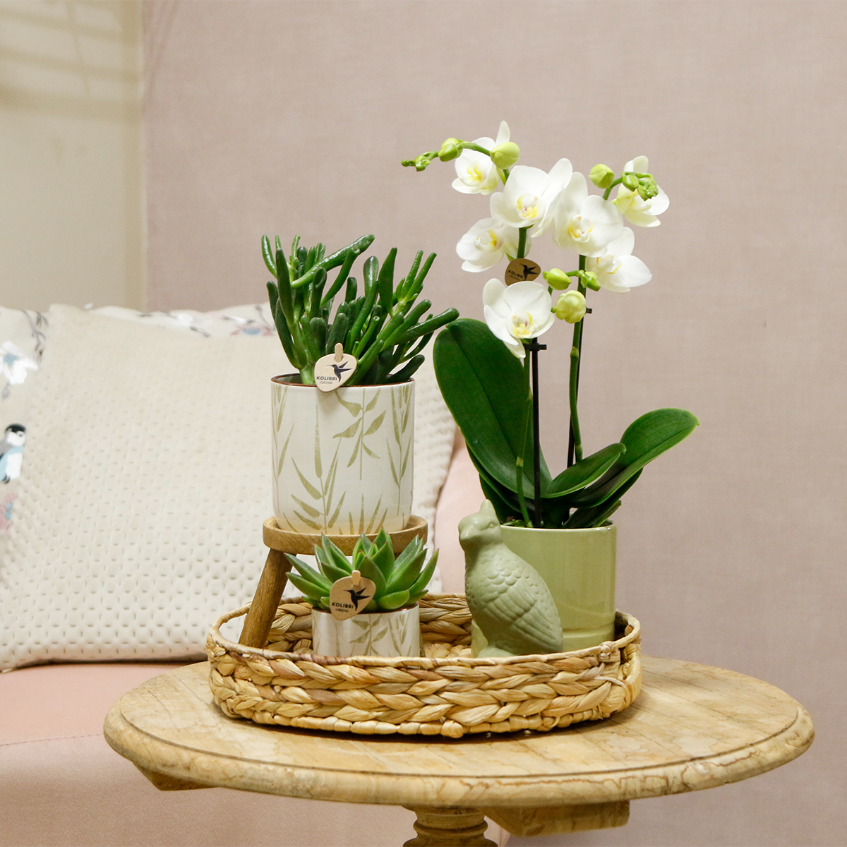 Kolibri Company | Gift set Love white| Plantenset met witte Phalaenopsis Orchidee en Succulenten incl. keramieken sierpotten - Afbeelding 4