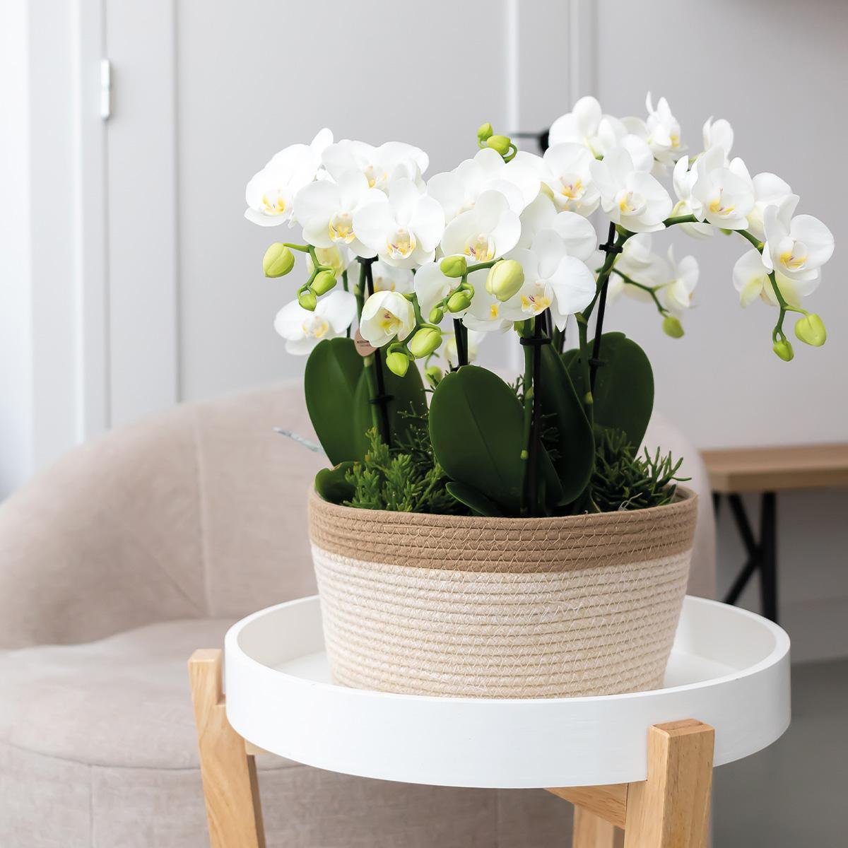 Kolibri Orchids | witte plantenset in Cotton Basket incl. waterreservoir | drie witte orchideeën Amabilis 9cm en drie groene planten | Jungle Bouquet wit met zelfvoorzienend waterreservoir - Afbeelding 3