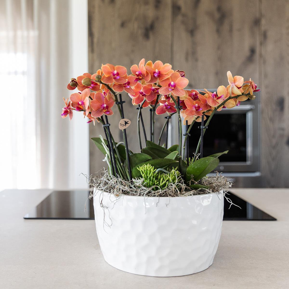 Kolibri Orchids | oranje plantenset in Honey dish incl. waterreservoir | drie oranje orchideeën Bolzano 9cm en drie groene planten | Jungle Bouquet oranje met zelfvoorzienend waterreservoir - Afbeelding 9