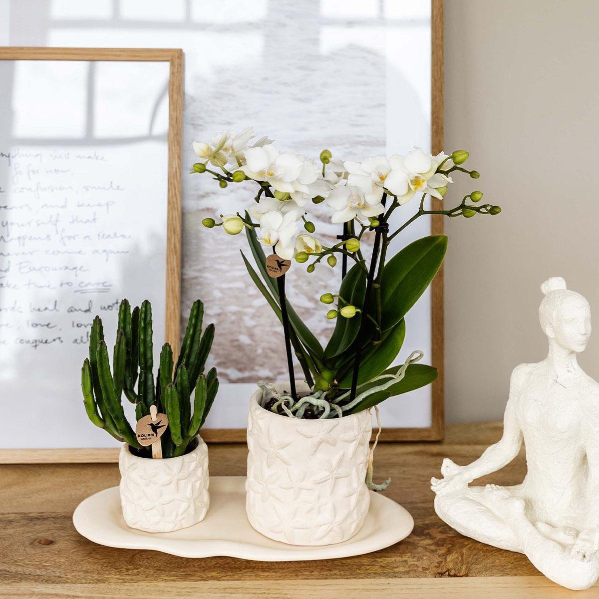 Kolibri Company | Plantenset Star Fish small | Witte Phalaenopsis Orchidee Lausanne en Succulent incl. keramieken sierpotten op wit organisch dienblad - Afbeelding 5