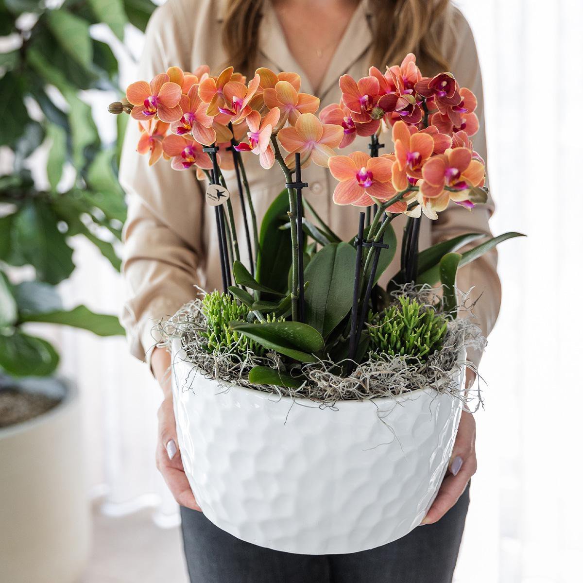Kolibri Orchids | oranje plantenset in Honey dish incl. waterreservoir | drie oranje orchideeën Bolzano 9cm en drie groene planten | Jungle Bouquet oranje met zelfvoorzienend waterreservoir - Afbeelding 4