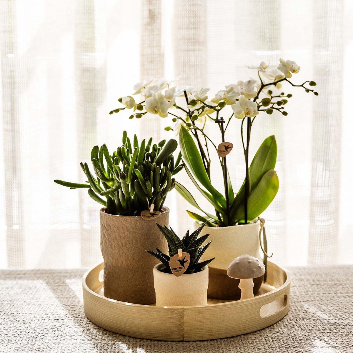Kolibri Company | Plantenset Slow Living | Witte Phalaenopsis Orchidee Lausanne en Succulenten incl. keramieken sierpotten - Afbeelding 4
