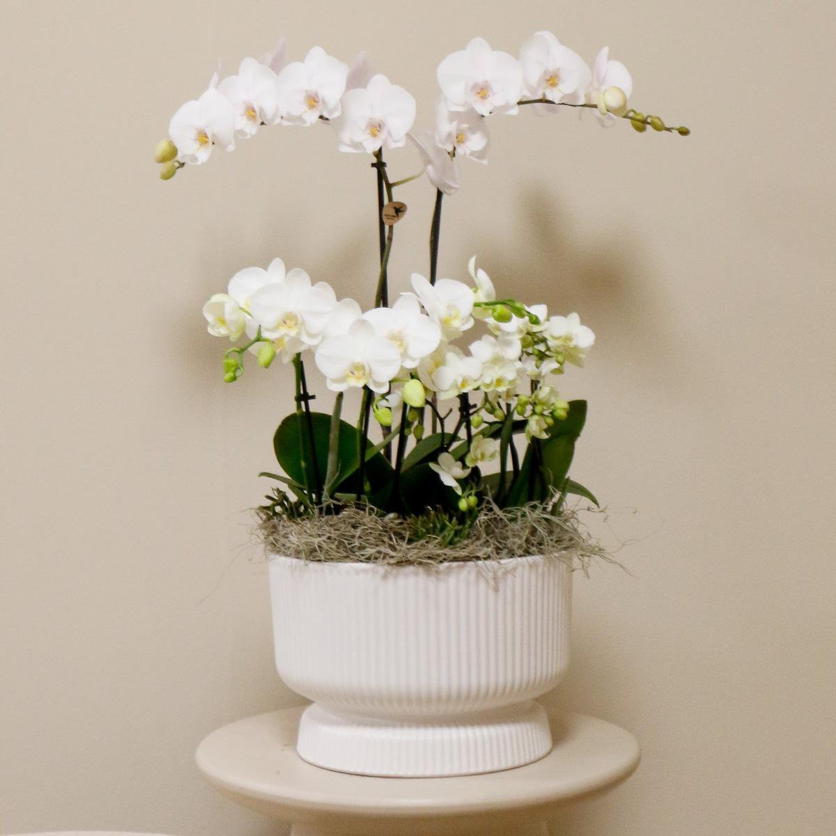 Kolibri Orchids | witte plantenset in Diabolo white dish incl. waterreservoir | drie witte orchideeën en drie groene planten | Field Bouquet wit met zelfvoorzienend waterreservoir - Afbeelding 3