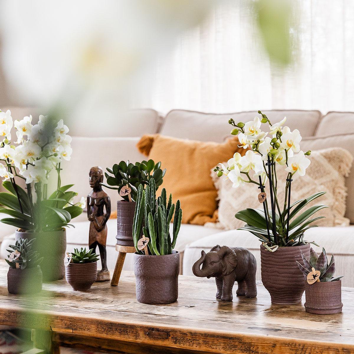 Kolibri Home | Bali sierpot - Brown - Ø6cm - Afbeelding 3