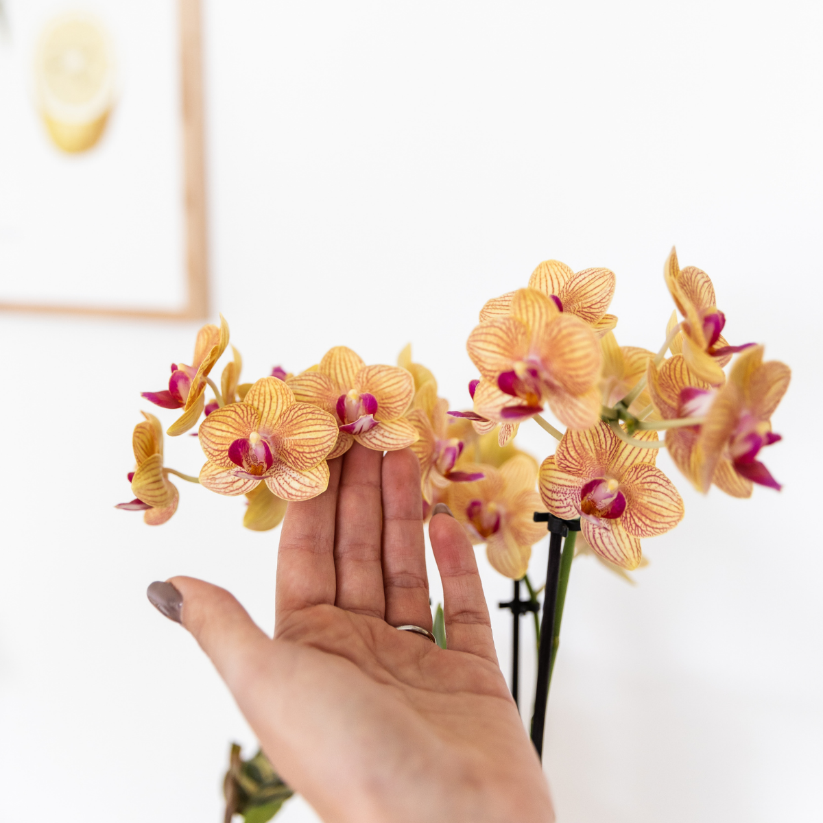 Kolibri Company - Plantenset Koraal Oranje | Set met oranje Phalaenopsis orchidee Jamaica Ø9cm en groene plant Calathea Ø6cm | incl. oranje keramieken sierpotten - Afbeelding 5