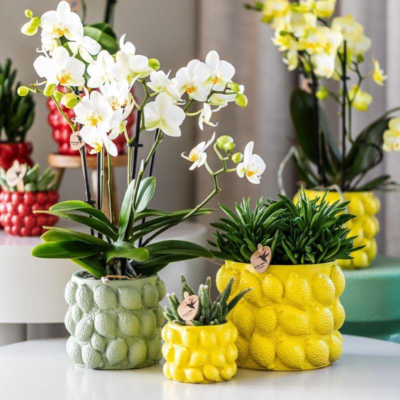 Kolibri Home | Citrus pot groen - Ø12cm - Afbeelding 4
