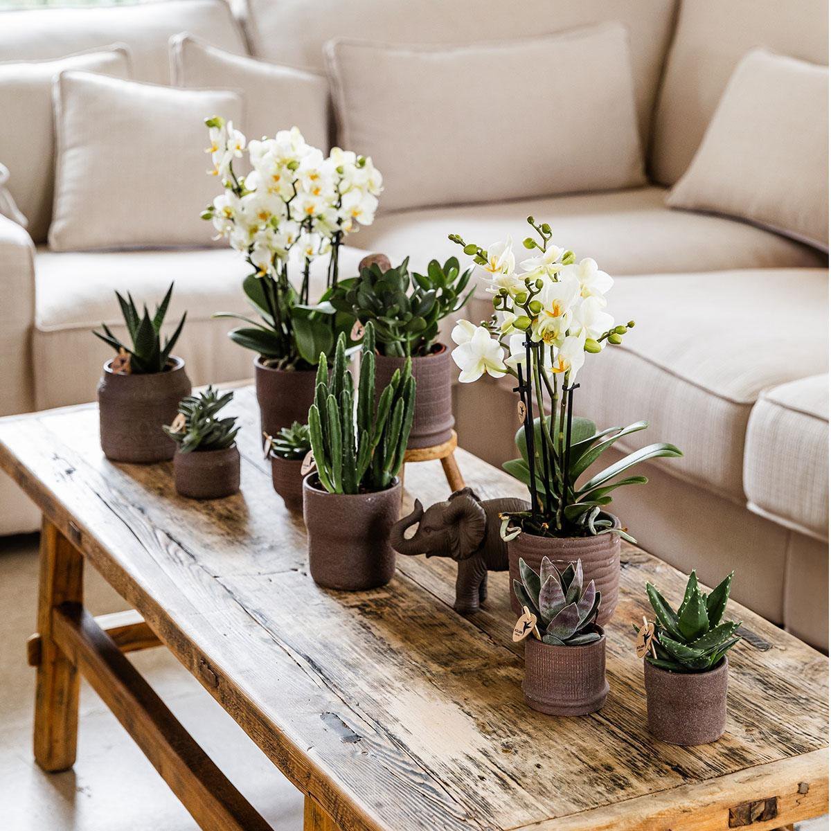 Kolibri Home | Bali sierpot - Brown - Ø6cm - Afbeelding 5