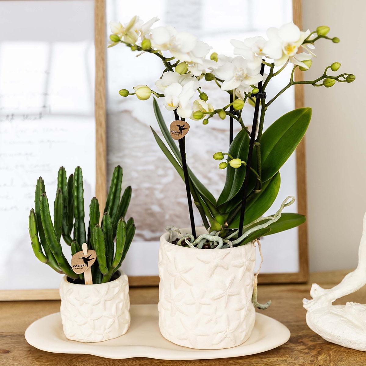 Kolibri Company | Plantenset Star Fish small | Witte Phalaenopsis Orchidee Lausanne en Succulent incl. keramieken sierpotten op wit organisch dienblad - Afbeelding 2