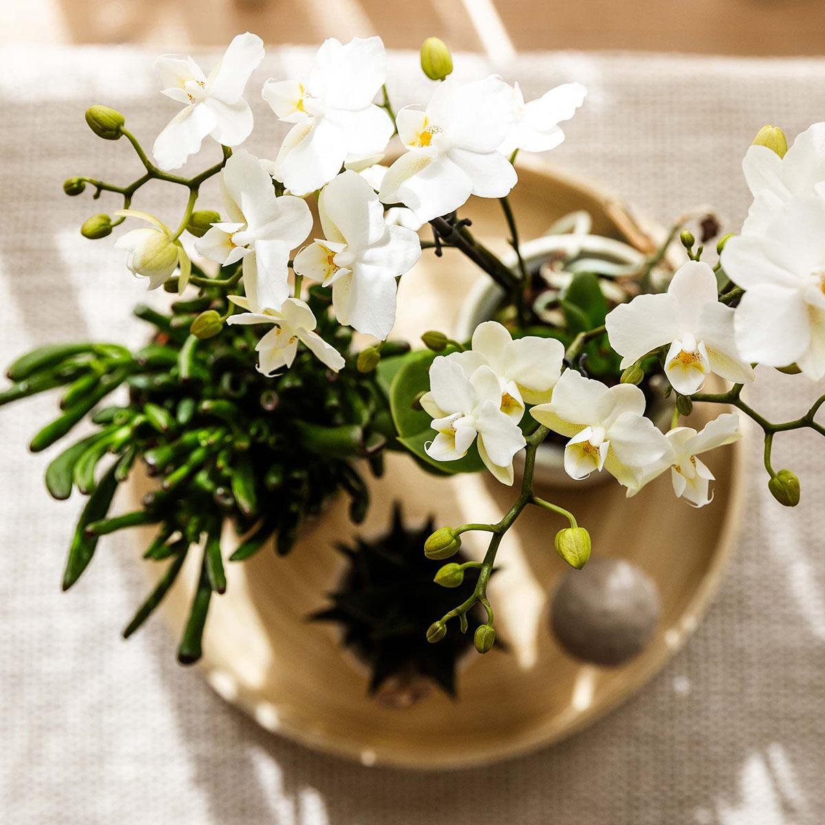 Kolibri Company | Plantenset Slow Living | Witte Phalaenopsis Orchidee Lausanne en Succulenten incl. keramieken sierpotten - Afbeelding 3