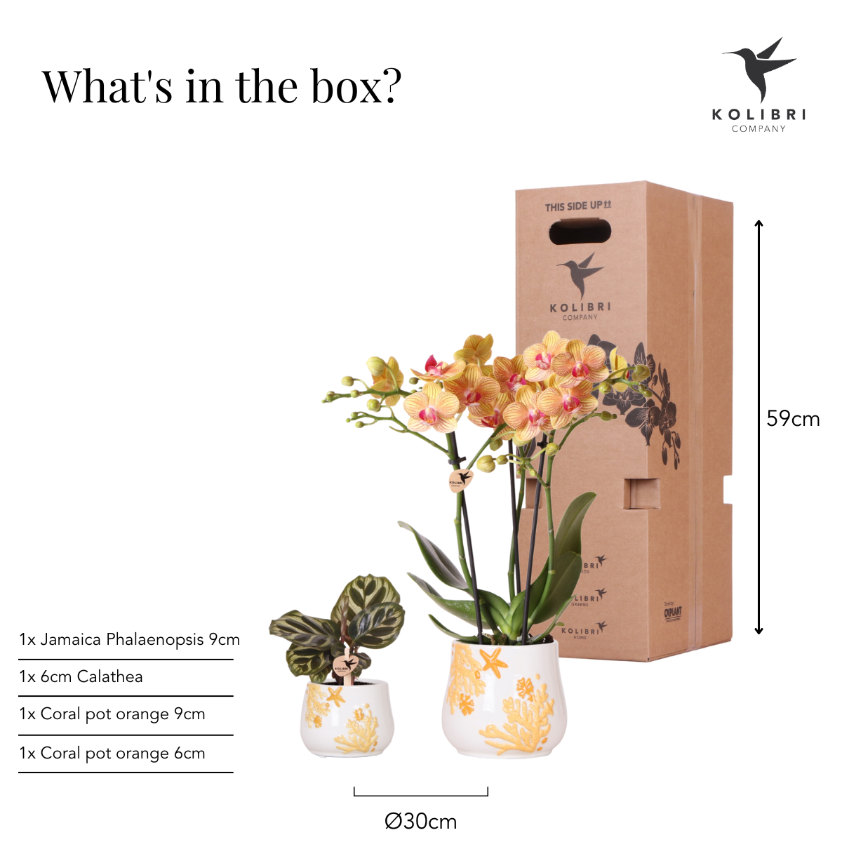 Kolibri Company - Plantenset Koraal Oranje | Set met oranje Phalaenopsis orchidee Jamaica Ø9cm en groene plant Calathea Ø6cm | incl. oranje keramieken sierpotten - Afbeelding 6