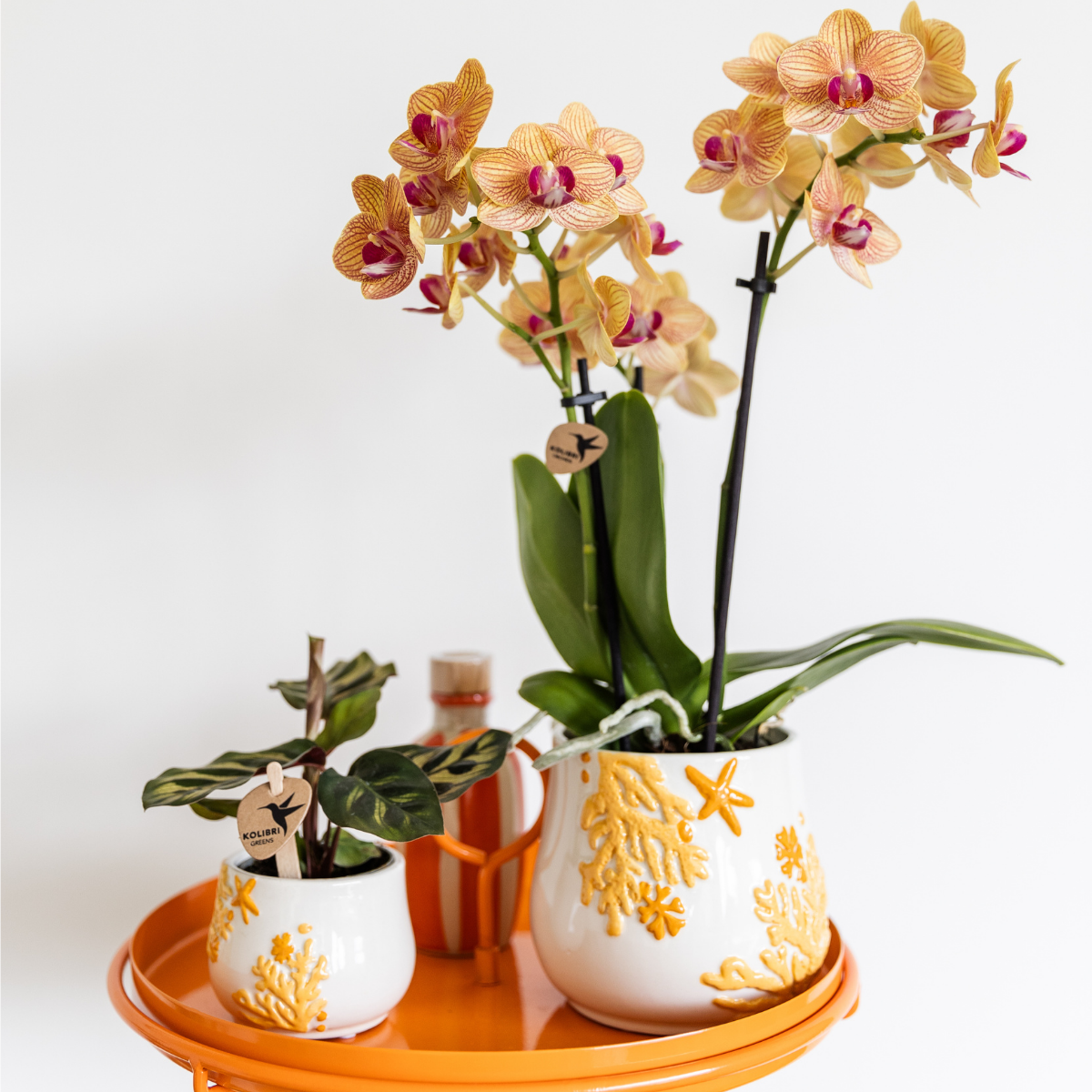 Kolibri Company - Plantenset Koraal Oranje | Set met oranje Phalaenopsis orchidee Jamaica Ø9cm en groene plant Calathea Ø6cm | incl. oranje keramieken sierpotten - Afbeelding 2