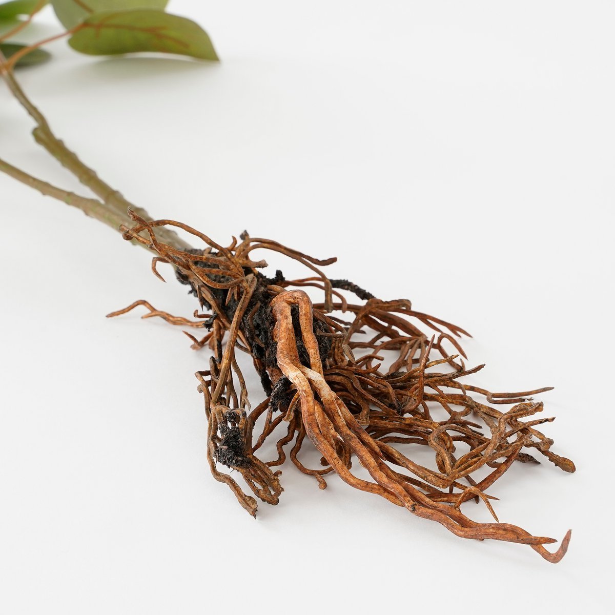 Eucalyptus Kunstplant - L12 x B28 x H64 cm - Groen - Afbeelding 4